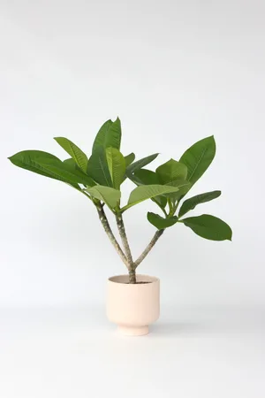 H&M Plumeria Frangipani Hawaii - Grün