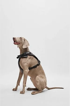 HUGO BOSS Hunde-Geschirr mit Mesh-Innenfutter und Monogramm-Muster
